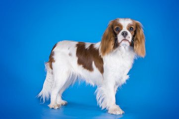 Puppy Cavalier King Charles Spaniel isolated on a blue backgroun