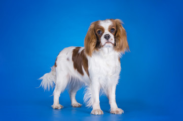 Puppy Cavalier King Charles Spaniel isolated on a blue backgroun