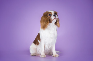 Puppy Cavalier King Charles Spaniel on a purple background isola