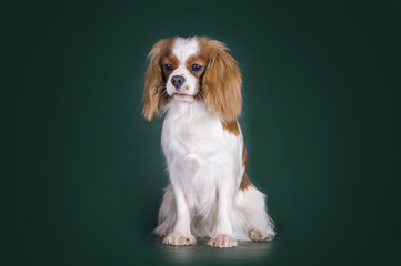 Puppy Cavalier King Charles Spaniel on a green isolated backgrou