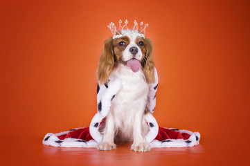 Puppy Cavalier King Charles Spaniel in a suit of the Queen on or - 73031125