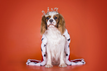 Puppy Cavalier King Charles Spaniel in a suit of the Queen on or