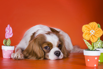 Puppy Cavalier King Charles Spaniel on orange isolated backgroun