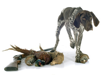 hunting games and dog
