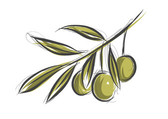 Vector sketch of olive tree branch