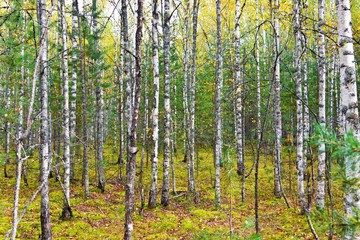 Autumn forest with yellow birches and dry herb