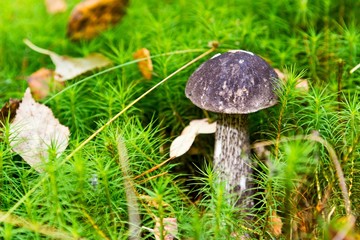 Edible cep mushroom boletus edulis in moss
