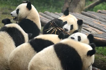 Papier Peint photo Lavable Panda Groupe d& 39 ours panda géant mignon mangeant du bambou Chengdu, Chine
