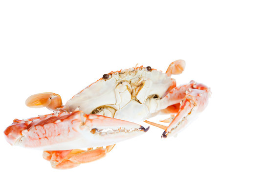 Blue crab,isolated on white background