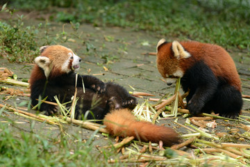 Two red panda bear eating bamboo Chengdu, China