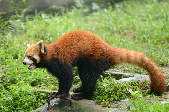 Red panda bear looking to something