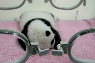 One month Cute Baby Giant panda bear sleeping Chengdu, China