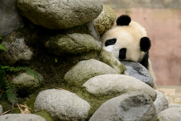 Cub of Giant Panda bear playing on rock