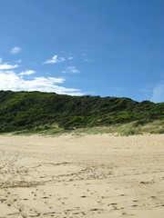 The beach and the dunes with vegetation of Cape Otway