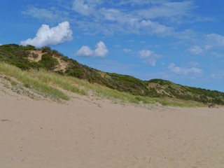 The beach and the dunes with vegetation of Cape Otway