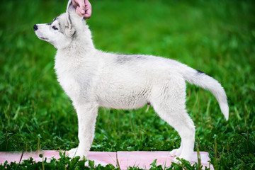 Fototapeta premium Puppy of Siberian husky on green grass background