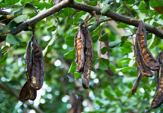 Carob tree