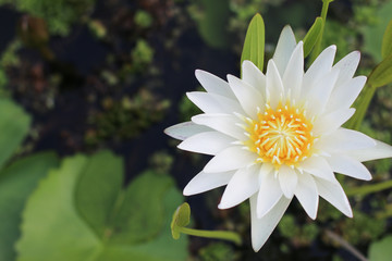 lotus flower - 73033938