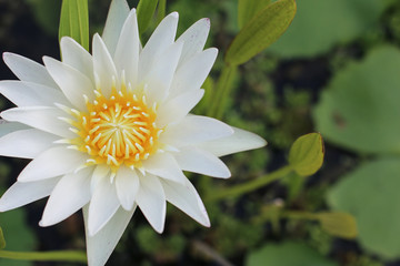 lotus flower - 73033941