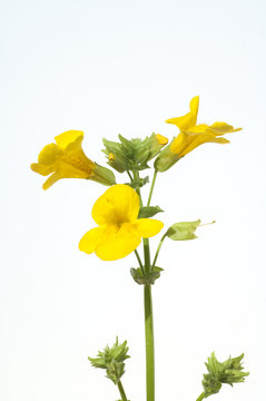 Gauklerblume, Mimulus, aurantiacus