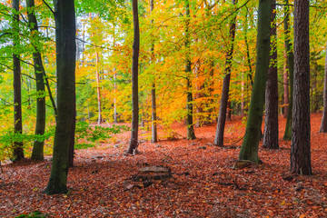 Autumn depths forest trees colorful leaves