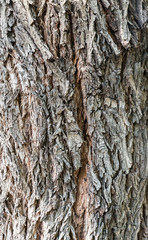 Natural Wood Texture Background