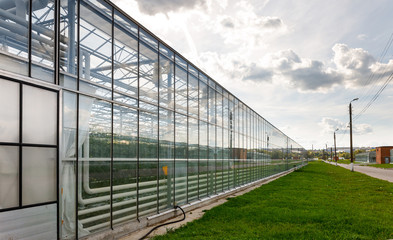 Fototapeta na wymiar greenhouse vegetable production