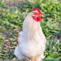 White rooster