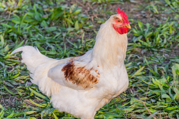 White rooster