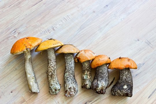 Fresh forest mushrooms in row