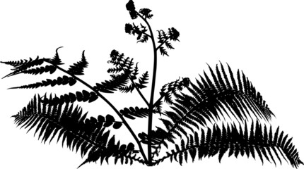 fern bush silhouette isolated on white