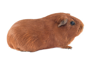Fototapeta premium Young red guinea pig - pure breed pet