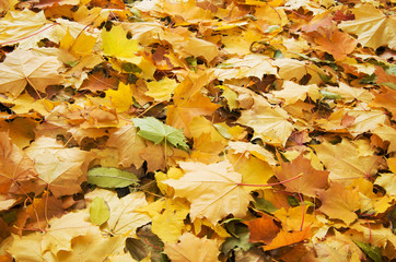 Maple leaves background