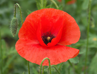 red poppies