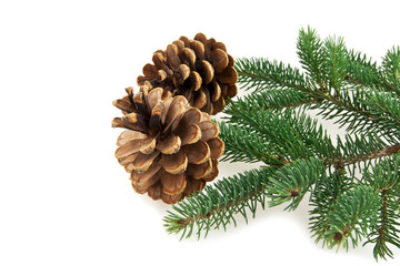 Fototapeta premium cone and branch of fir-tree