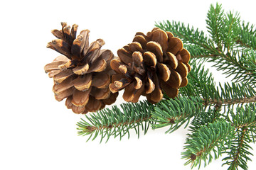 cone and branch of fir-tree