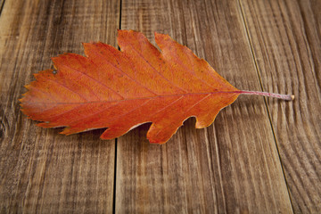 autumn leaves