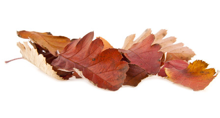 autumn leaves