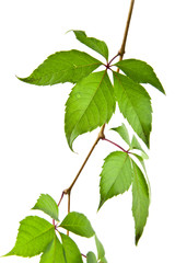 leaves of vine