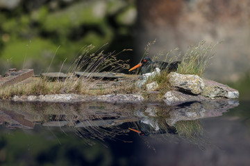 Oystercatcher