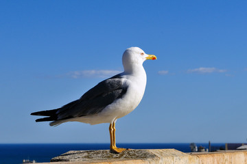 The seagull