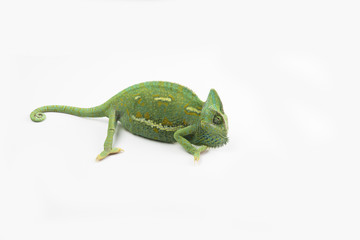 A little chameleon in a studio (isolated on white)