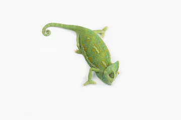 Poster de jardin Caméléon A little chameleon in a studio (isolated on white)