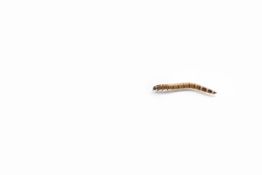 Close up of a larva (zophobas) isolated on white (background)