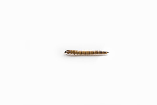 Close up of a larva (zophobas) isolated on white (background)