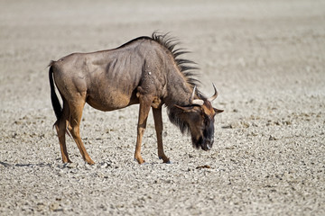 Blue wildebeest standing in dry salt-pan; Connochaetes taurinus