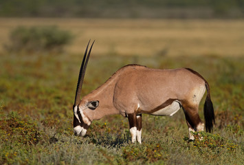 Naklejka na ściany i meble Gemsbok grazing on shrubs;oryx gazella