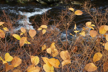 Monschau Herbstblätter an der Rur