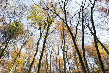 Fototapeta premium Bäume im Wald