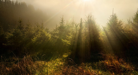 Tannenbäume in verträumter Lichtstimmung